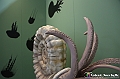 VBS_0853 - Dinosauri. Terra dei giganti